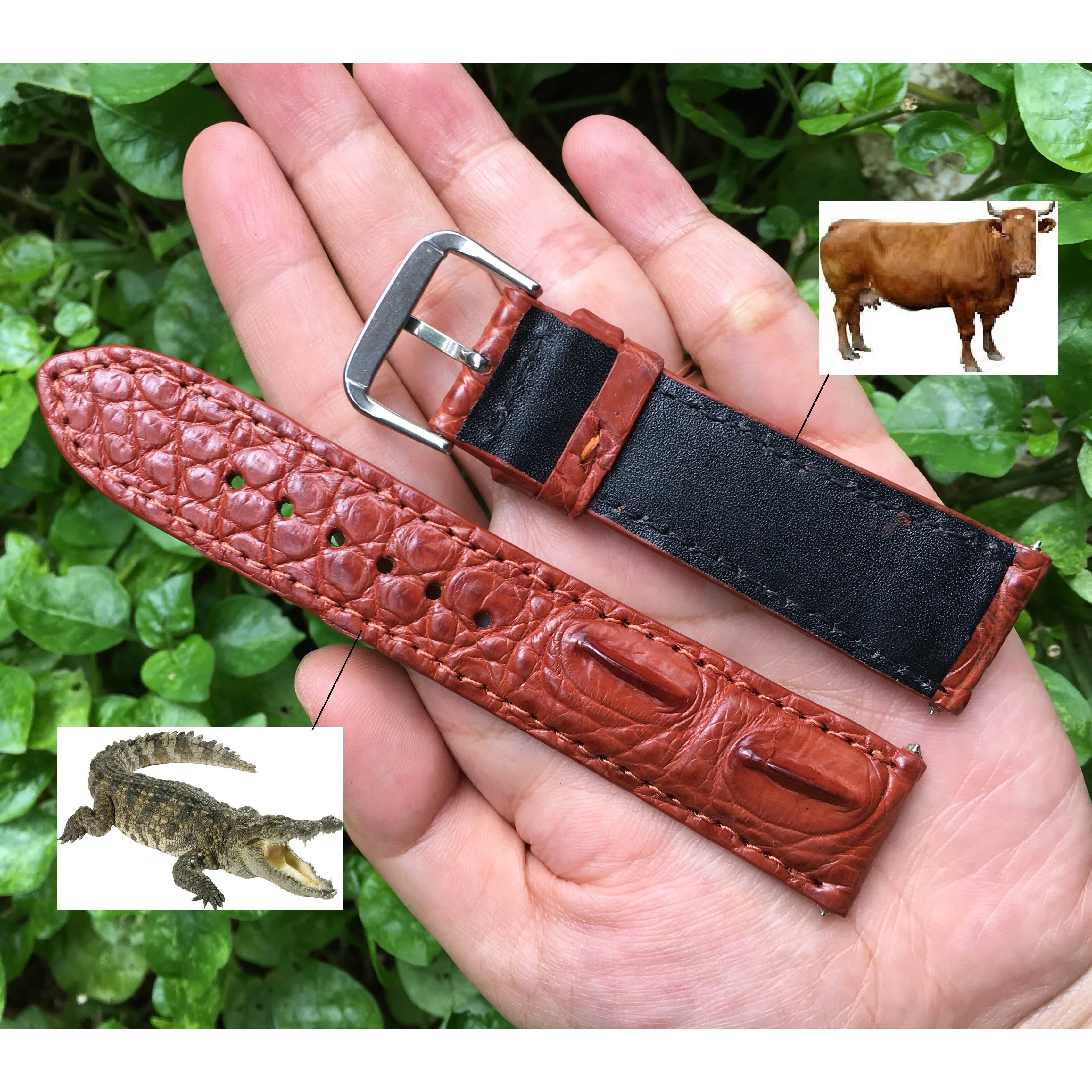 Brown Hornback Alligator Leather Watch Band | Crocodile Quick Release Replacement Wristwatch Strap | DH-38